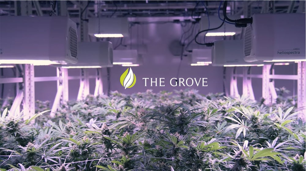 Mobile Vertical Grow Rack System Helped The Grove increase Yields And Maximize Profits