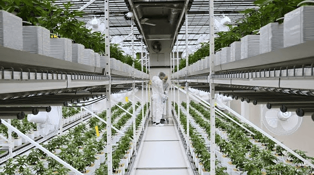 Indoor vertical grow rack systems